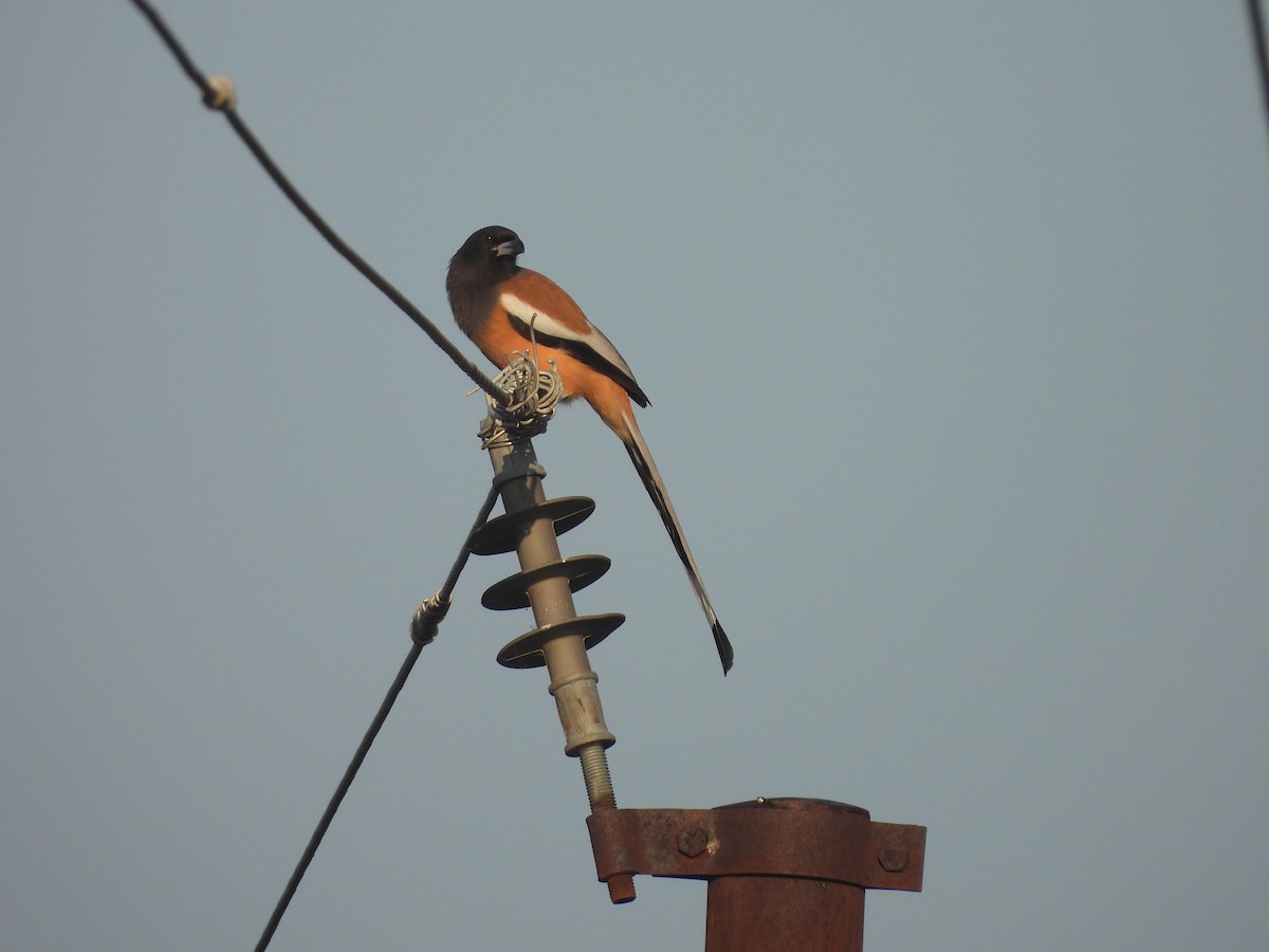 Urraca Vagabunda - ML644992254