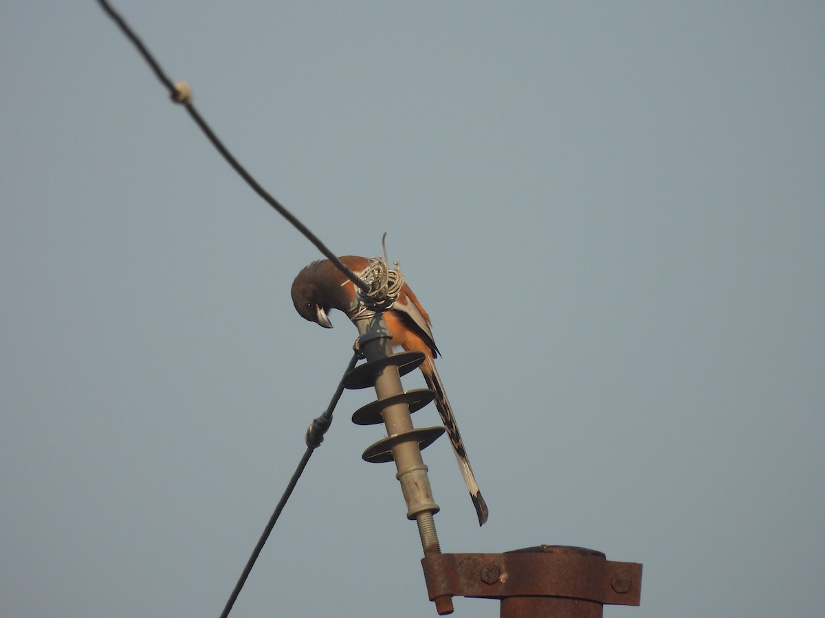 Urraca Vagabunda - ML644992255