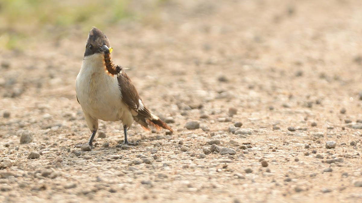 Pied Cuckoo - ML644992256