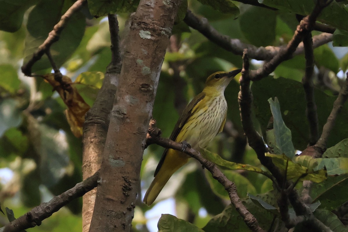 Indian Golden Oriole - ML644992261