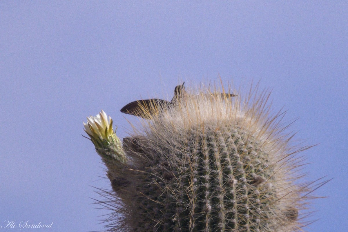 Giant Hummingbird - ML644992266