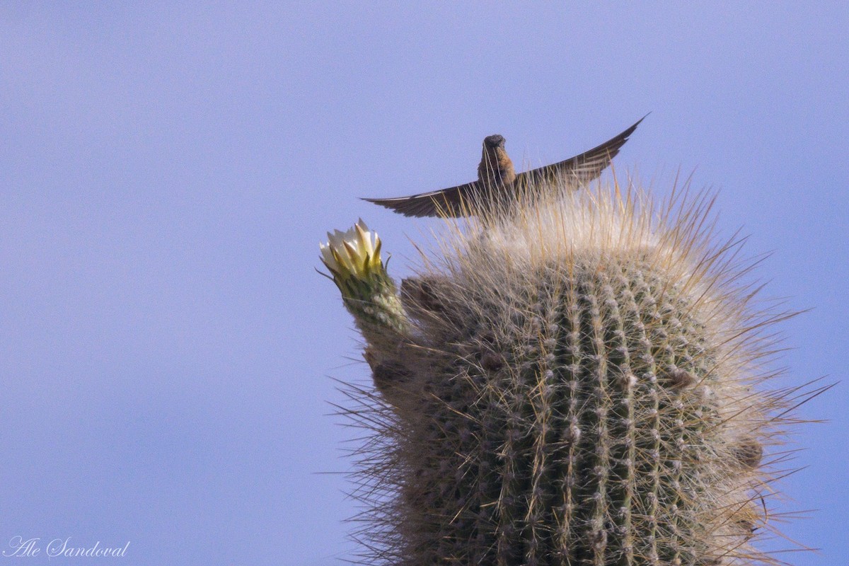 Giant Hummingbird - ML644992267