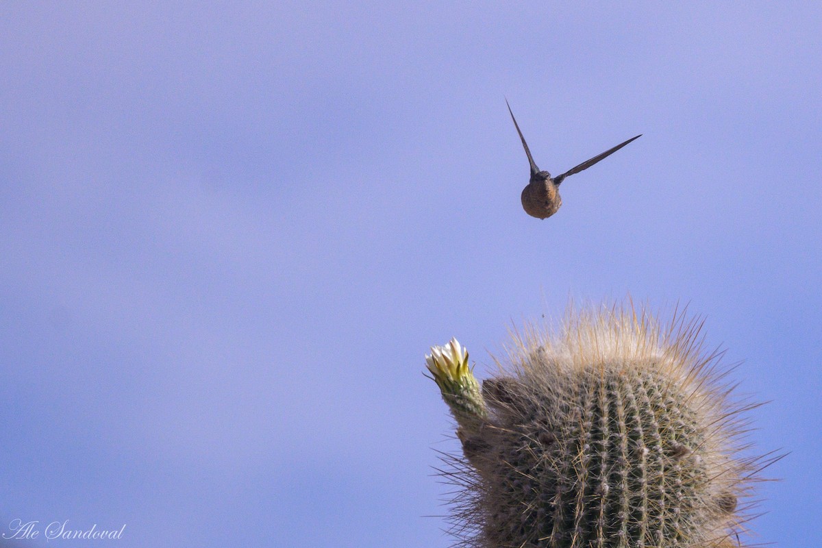 Giant Hummingbird - ML644992268