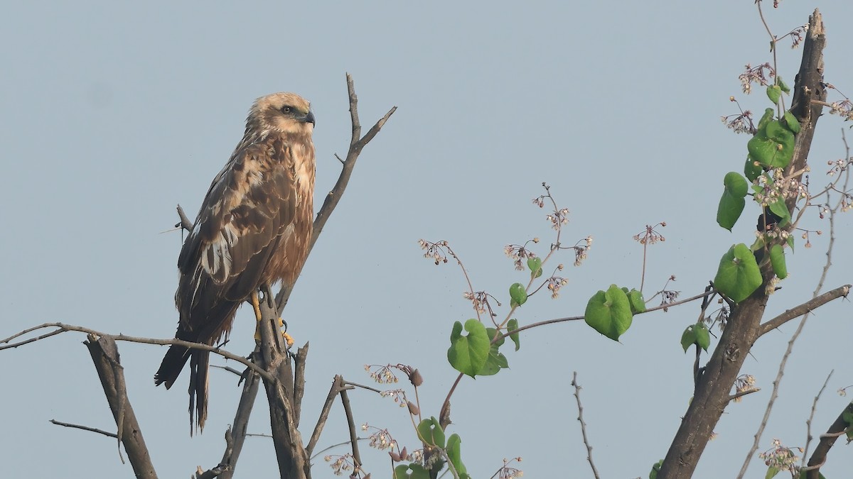 Намгийн хулд - ML644992269