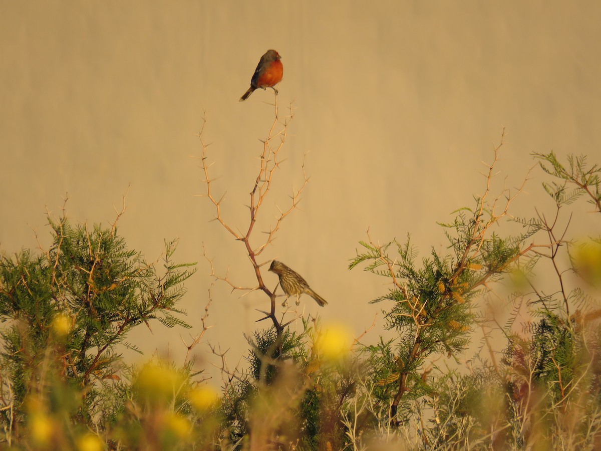 Рара червоновола - ML644992271