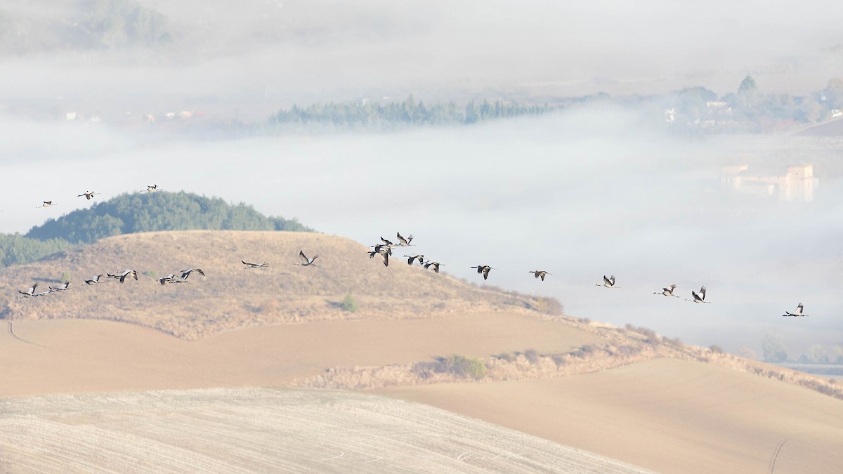 Хархираа тогоруу - ML644992276