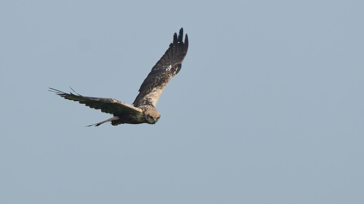 Намгийн хулд - ML644992278