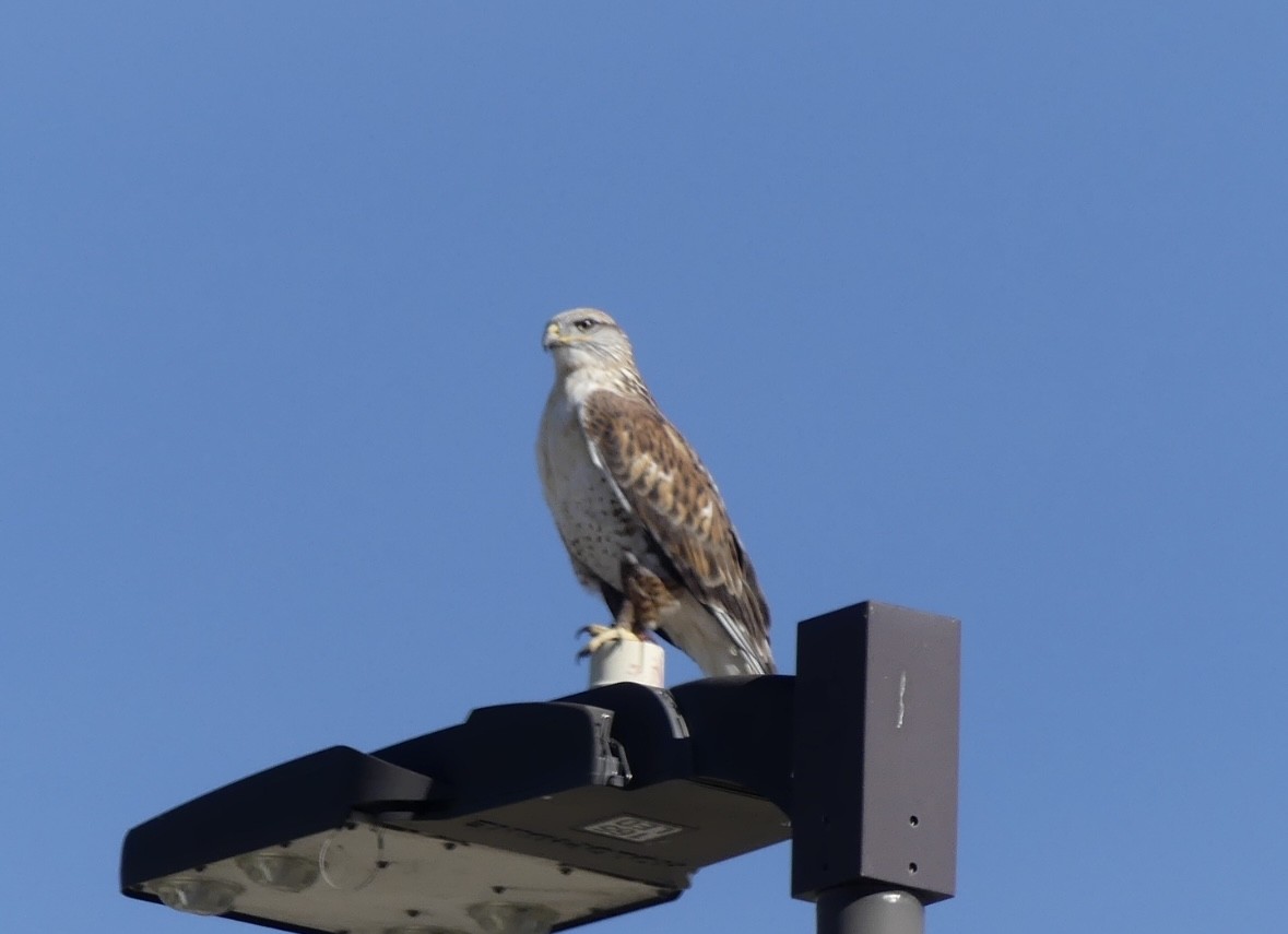 kongevåk - ML644992308