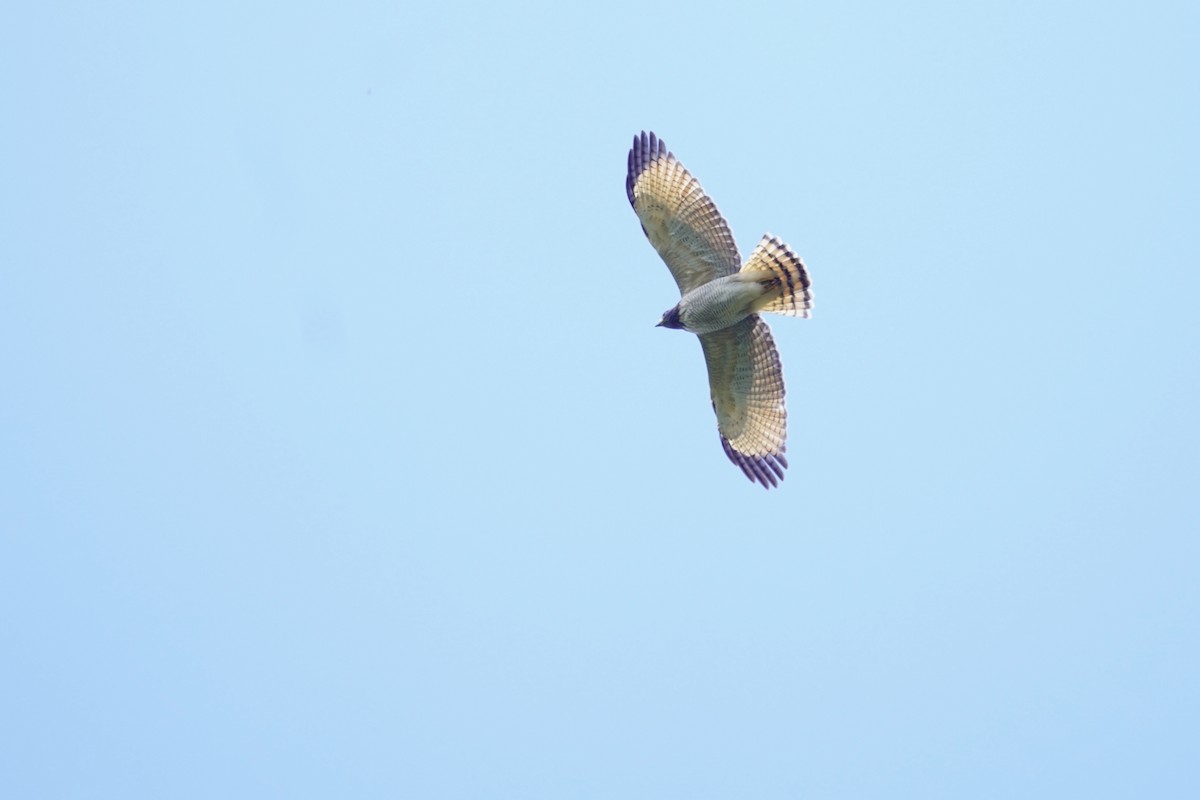 Roadside Hawk - ML644992309