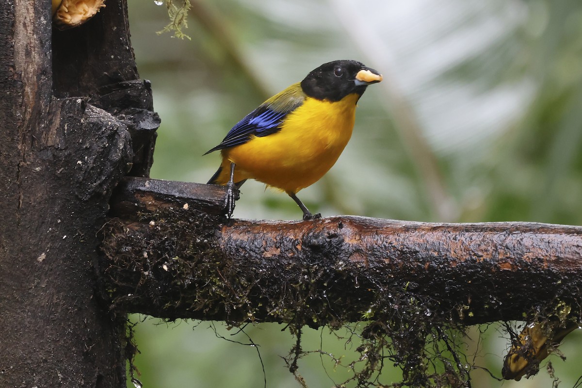 Black-chinned Mountain Tanager - ML644992316