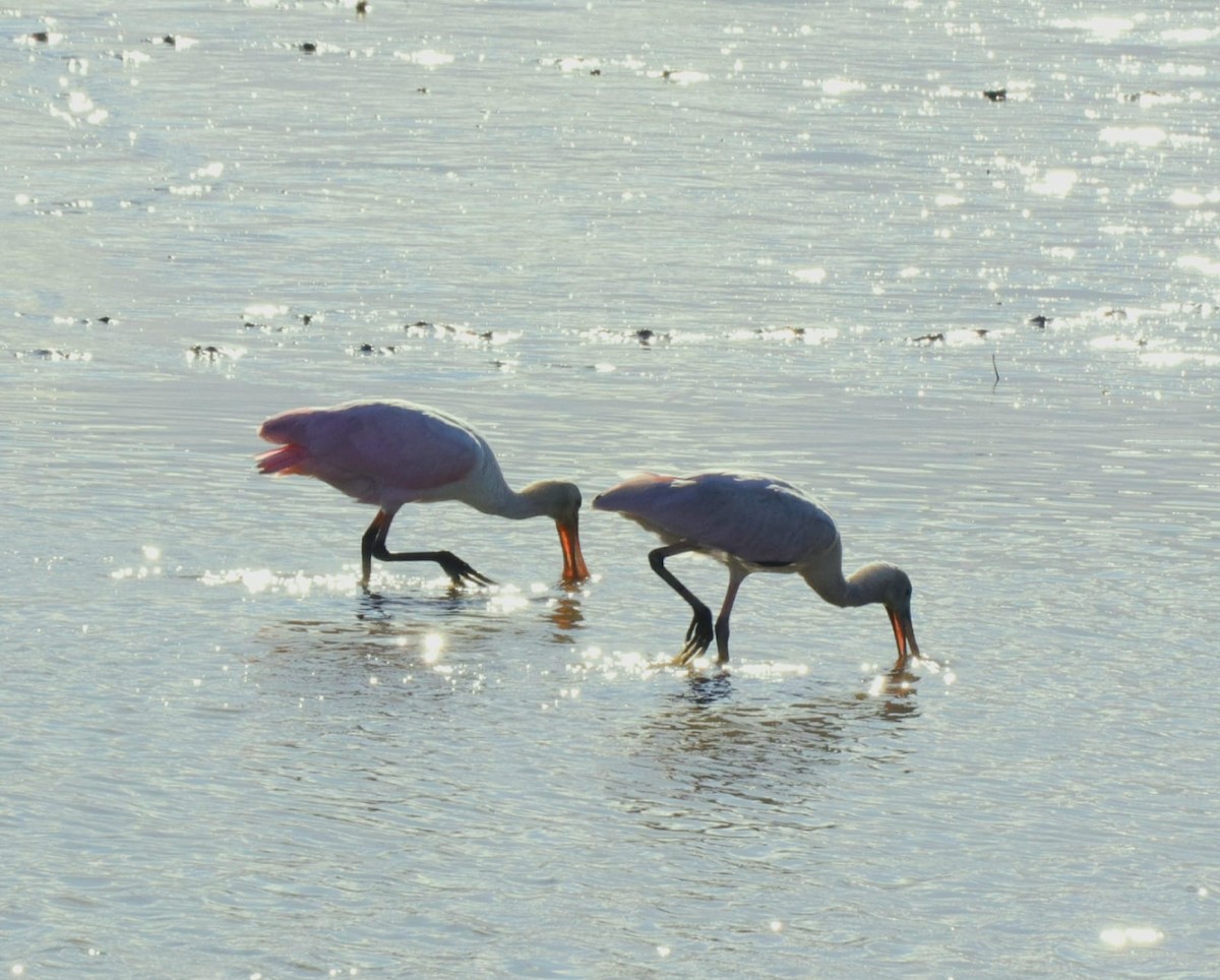 Roseate Spoonbill - ML644992343