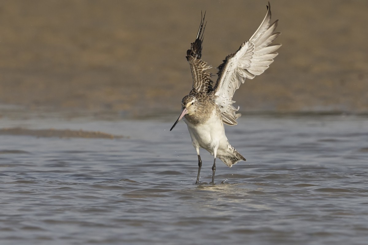 Bar-tailed Godwit - ML644992344