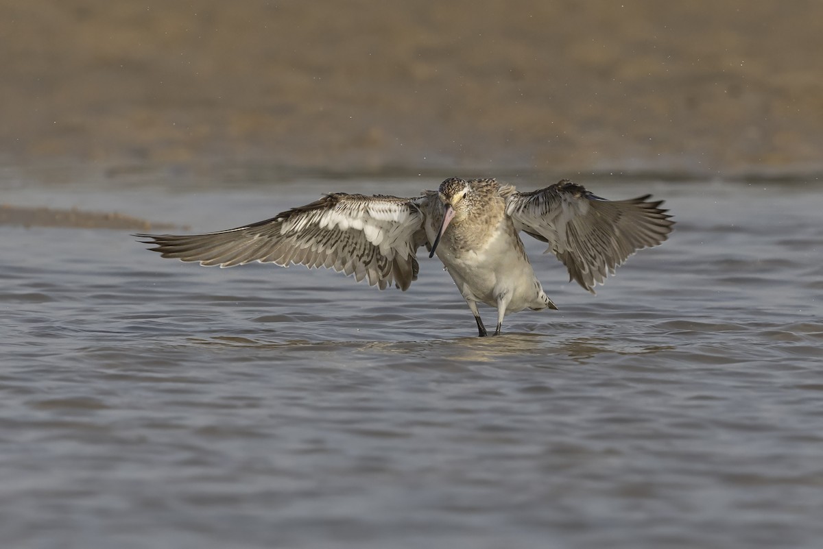 Bar-tailed Godwit - ML644992345