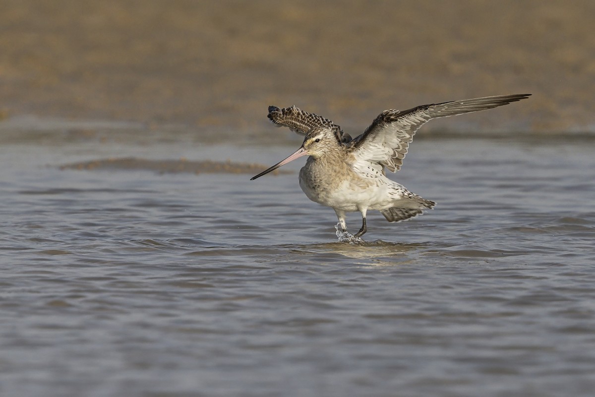 Bar-tailed Godwit - ML644992346