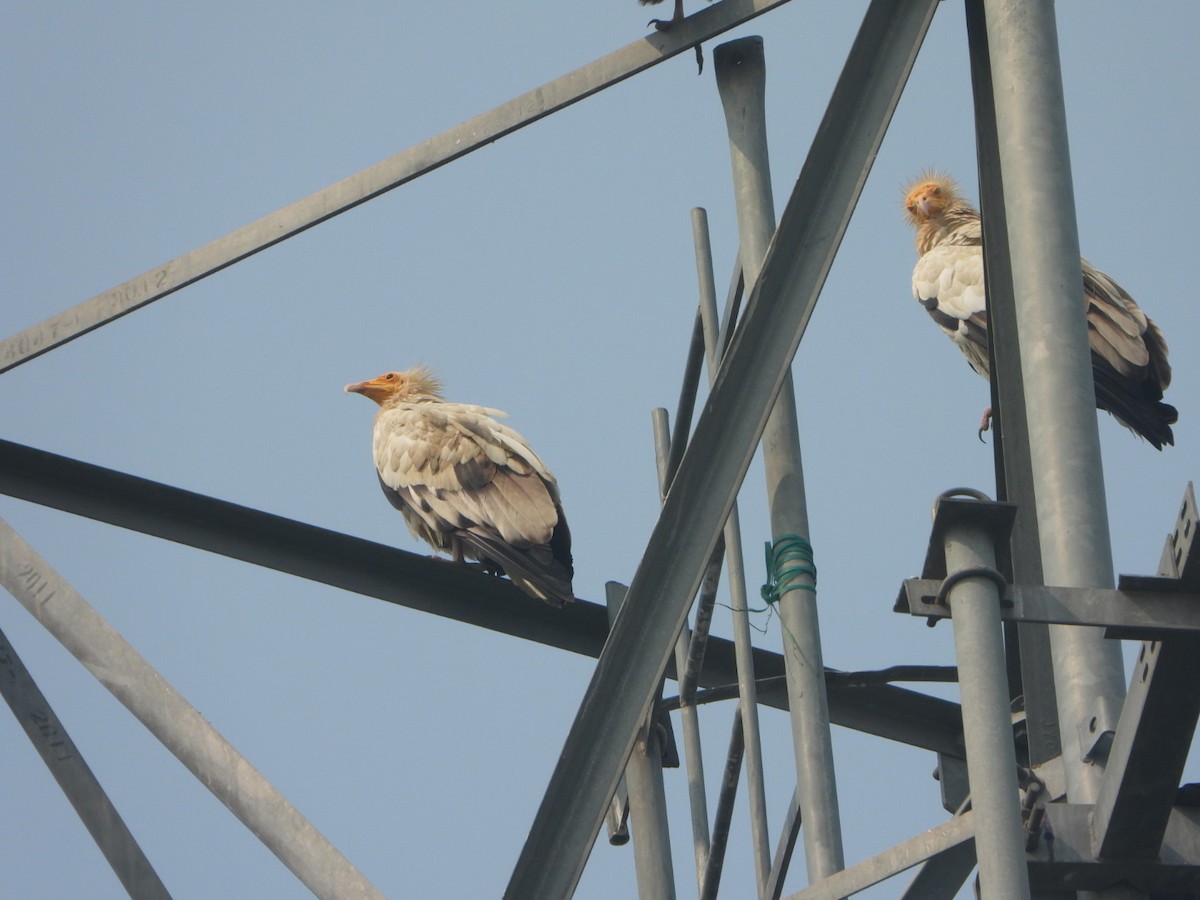 Egyptian Vulture - ML644992347