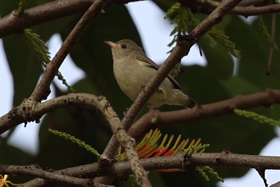 Pale-billed Flowerpecker - ML644992348