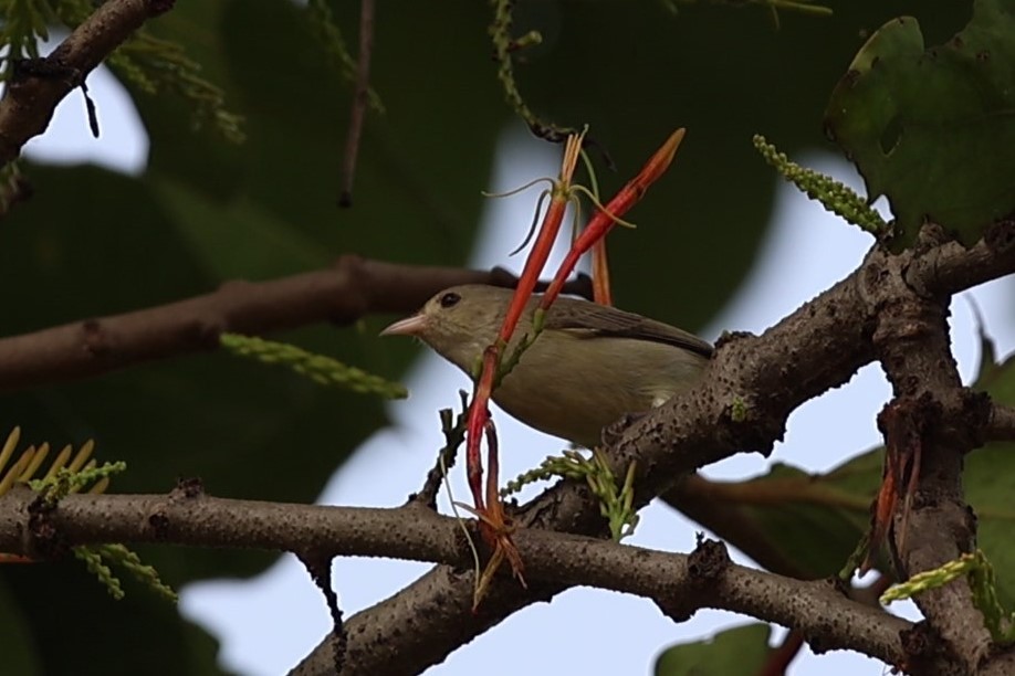 Pale-billed Flowerpecker - ML644992349