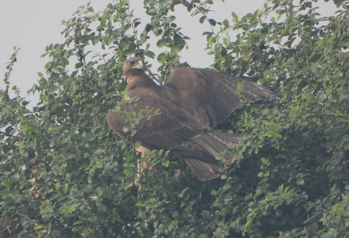 Bonelli's Eagle - ML644992353