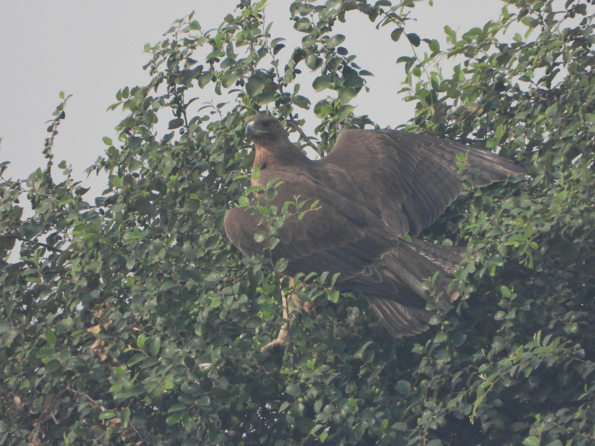 Bonelli's Eagle - ML644992355