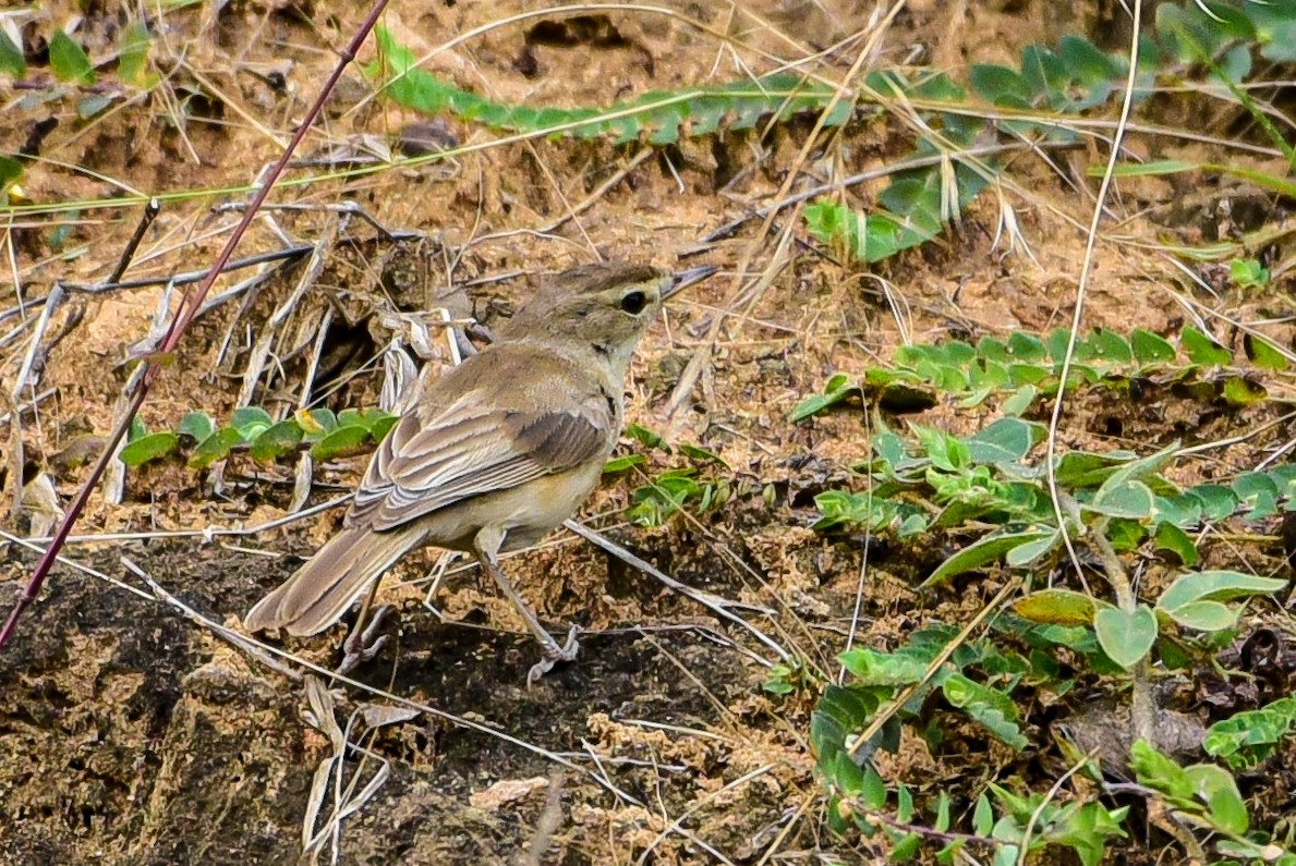 Clamorous Reed Warbler - ML644992356