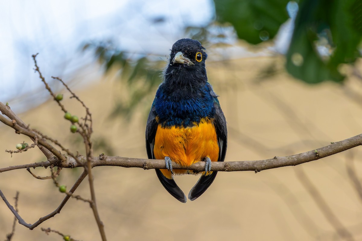 Surucua Trogon - ML644992358