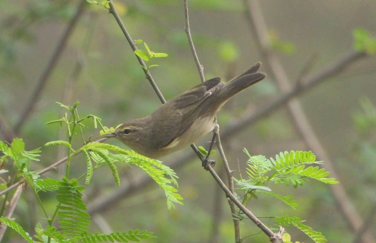 Common Chiffchaff - ML644992360