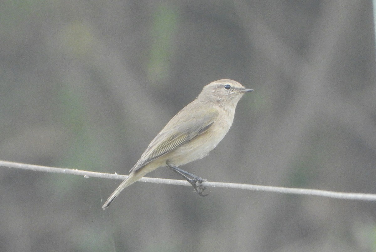 Common Chiffchaff - ML644992361