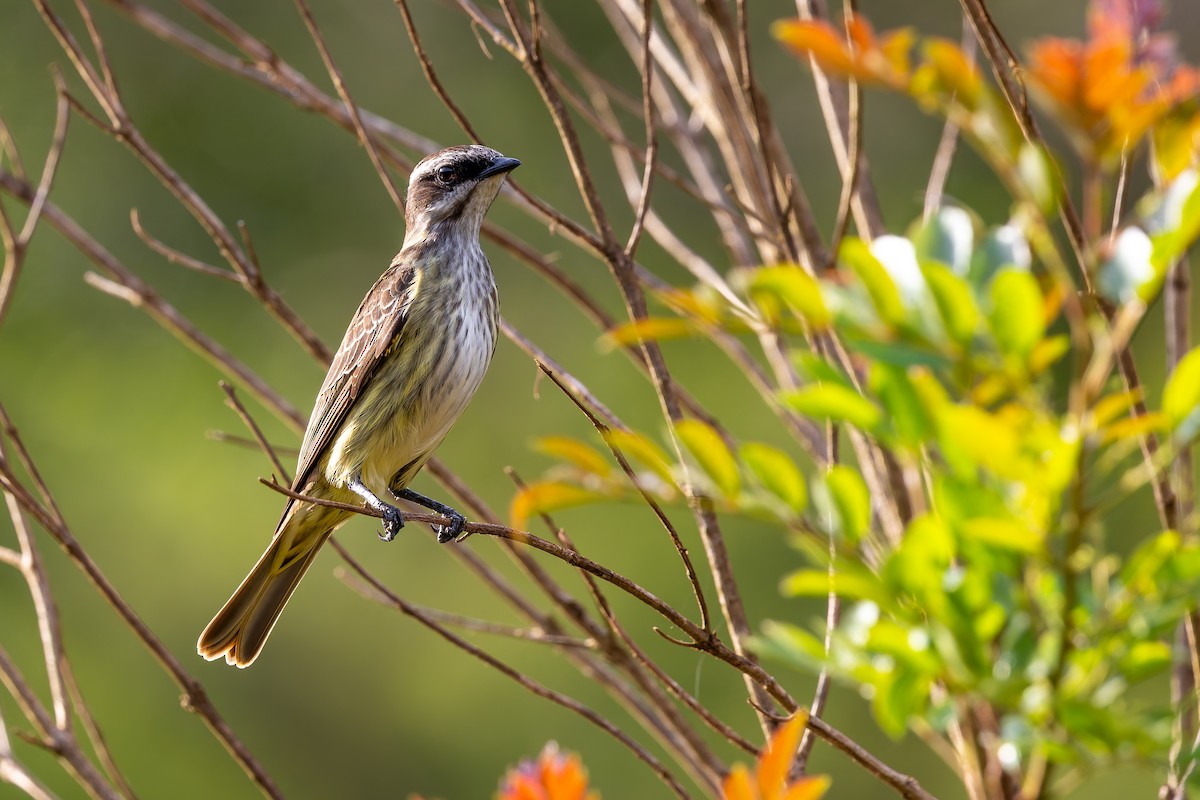 Piratic Flycatcher - ML644992366