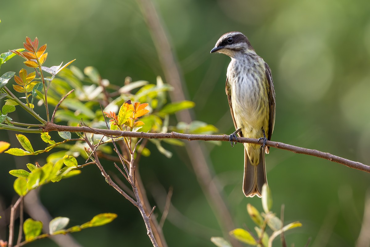 Piratic Flycatcher - ML644992367