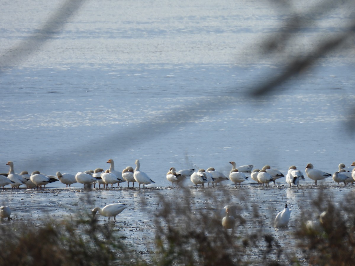 Snow Goose - ML644992373