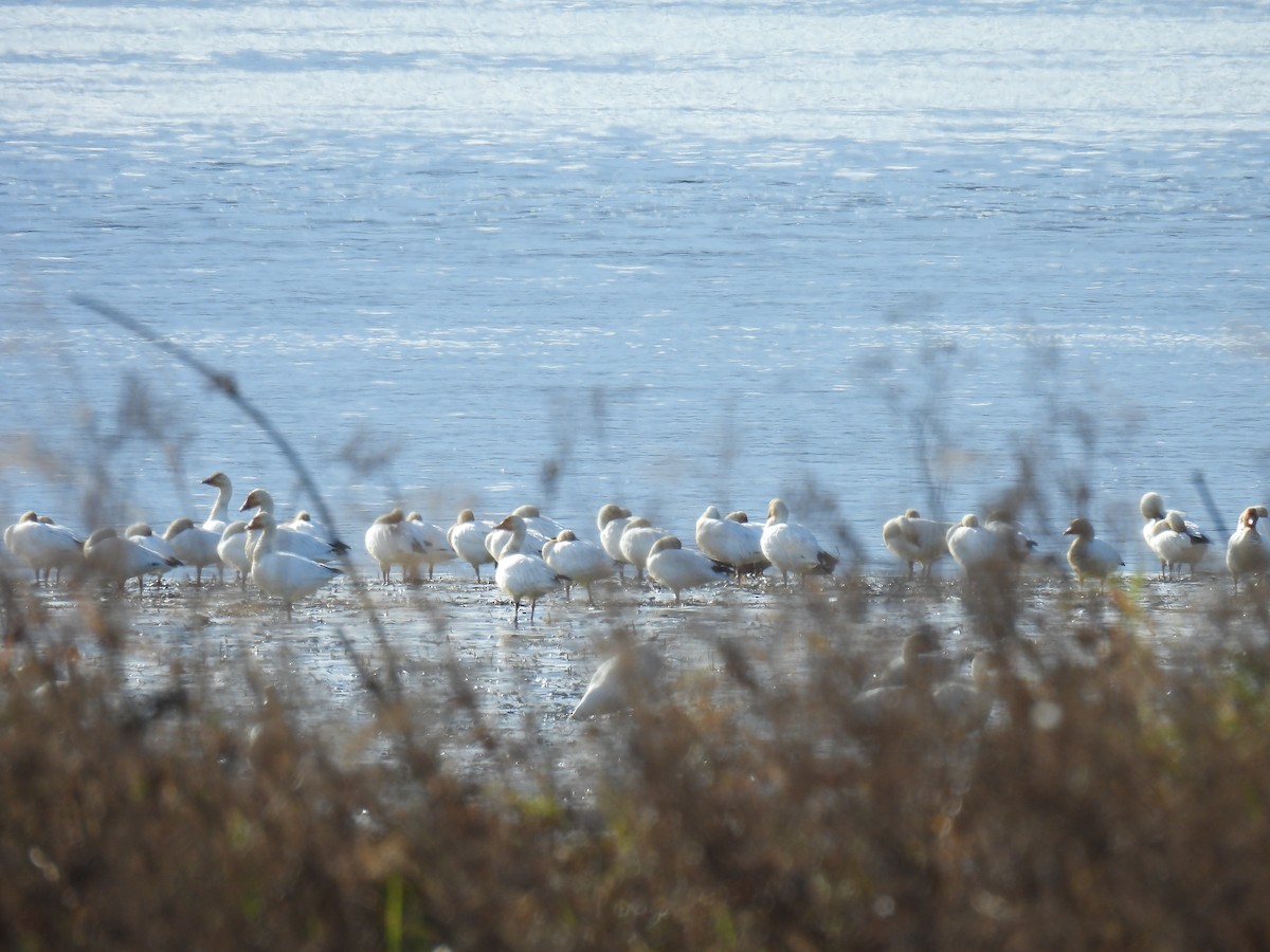 Snow Goose - ML644992374