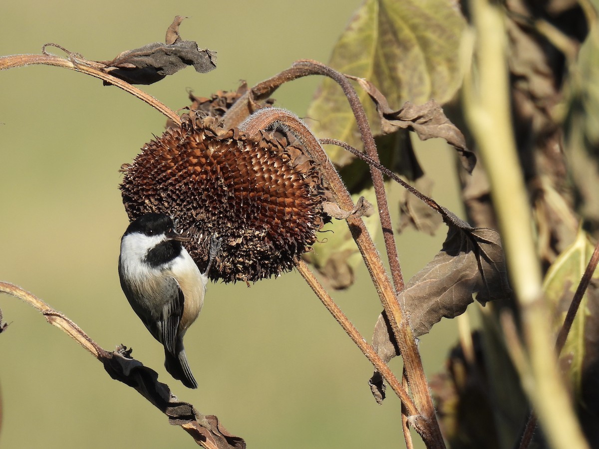 Black-capped Chickadee - ML644992376