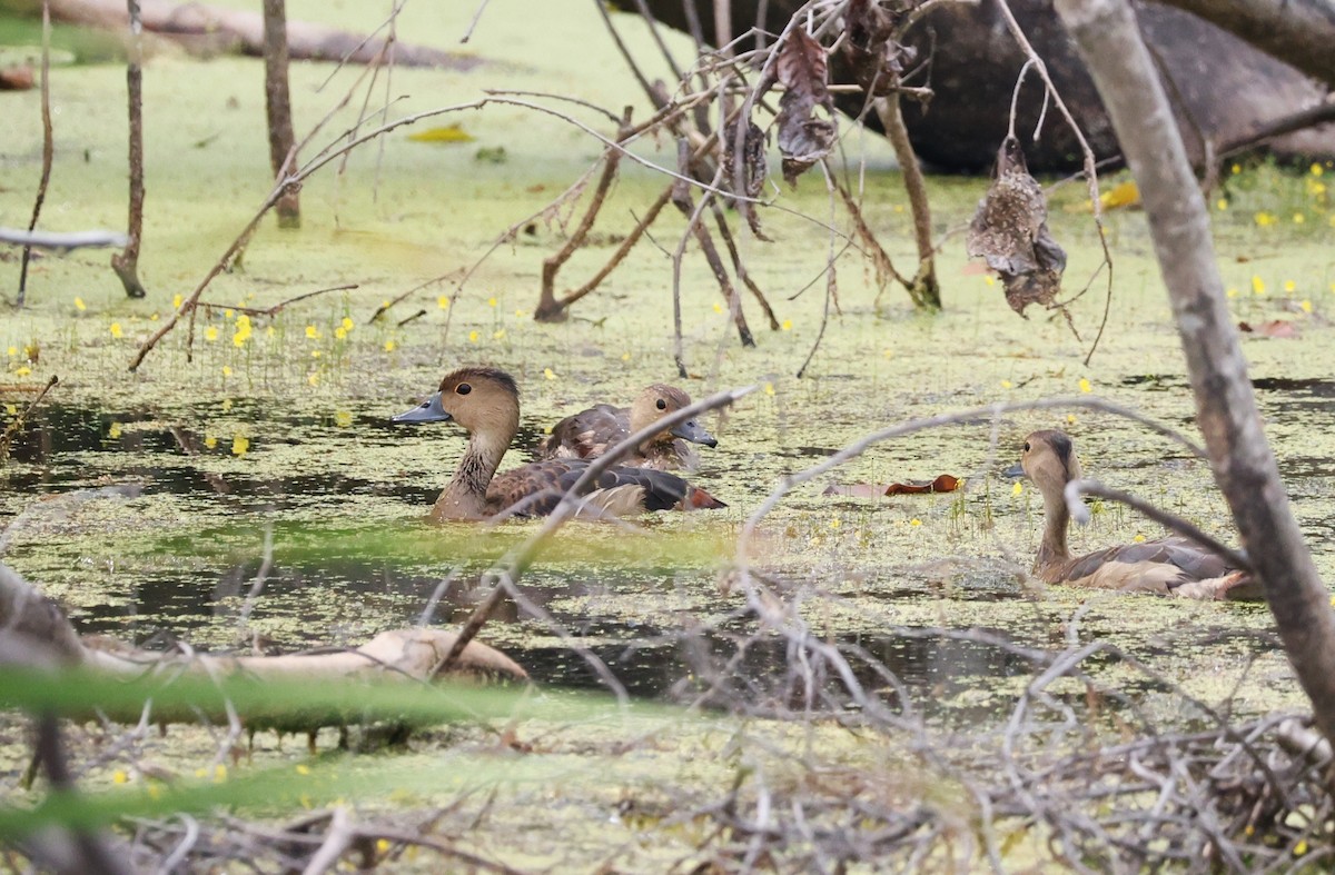 Lesser Whistling-Duck - ML644992377