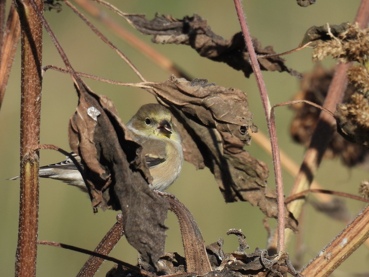 American Goldfinch - ML644992379