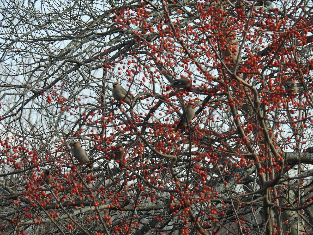 Ampelis Europeo - ML644992380