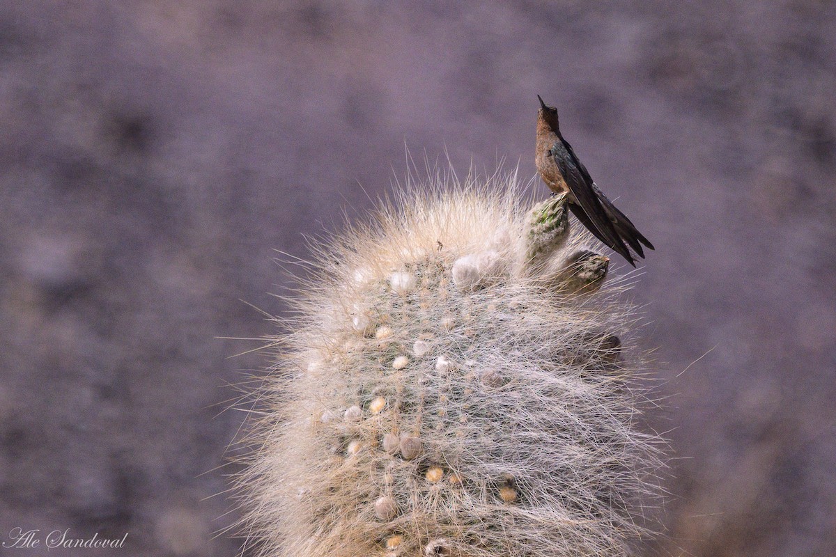 Giant Hummingbird - ML644992408