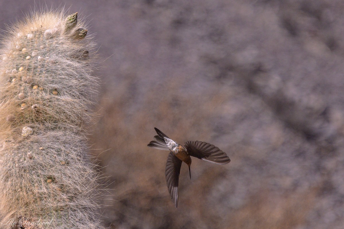 Giant Hummingbird - ML644992410