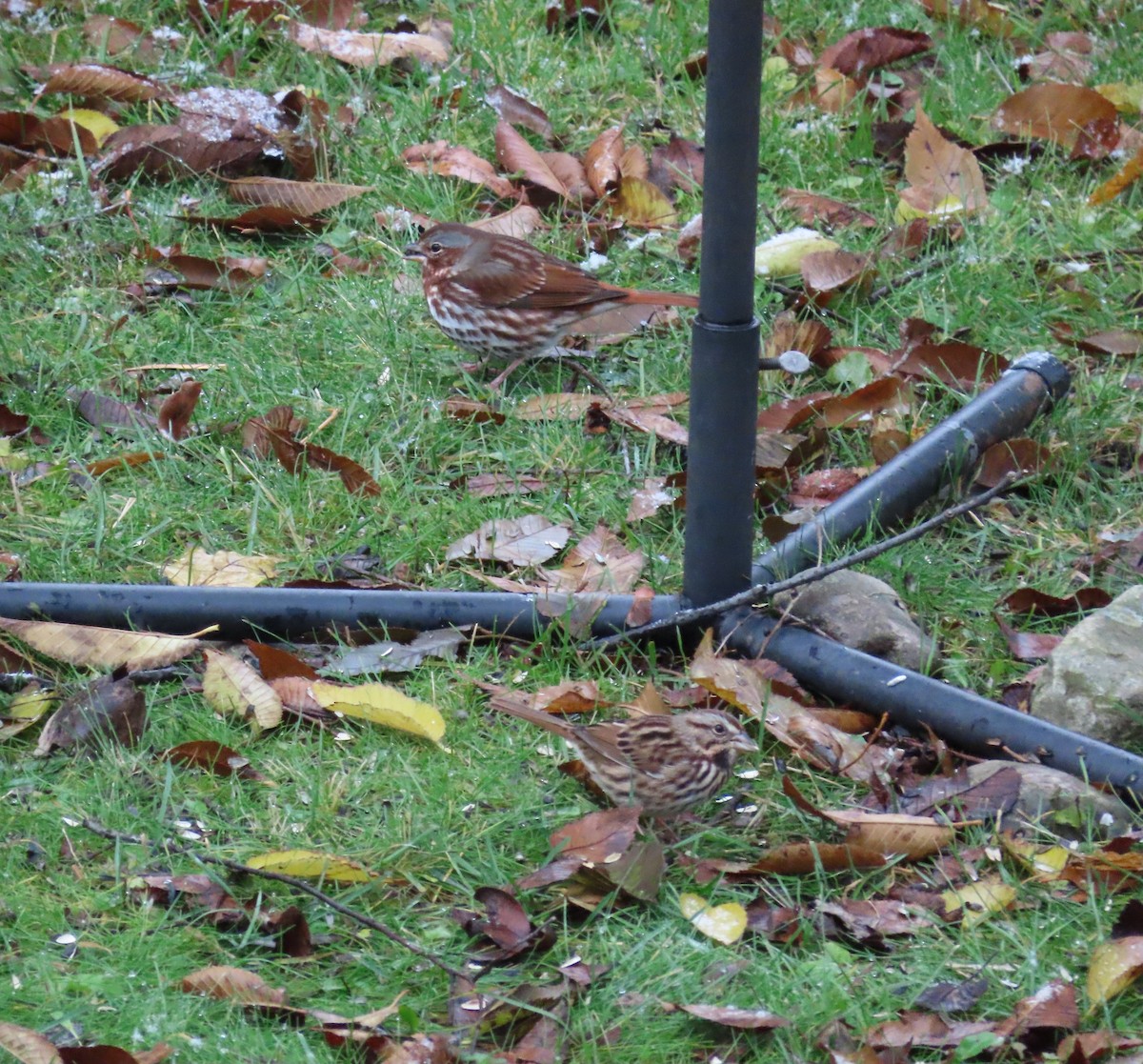 Fox Sparrow - ML644992426