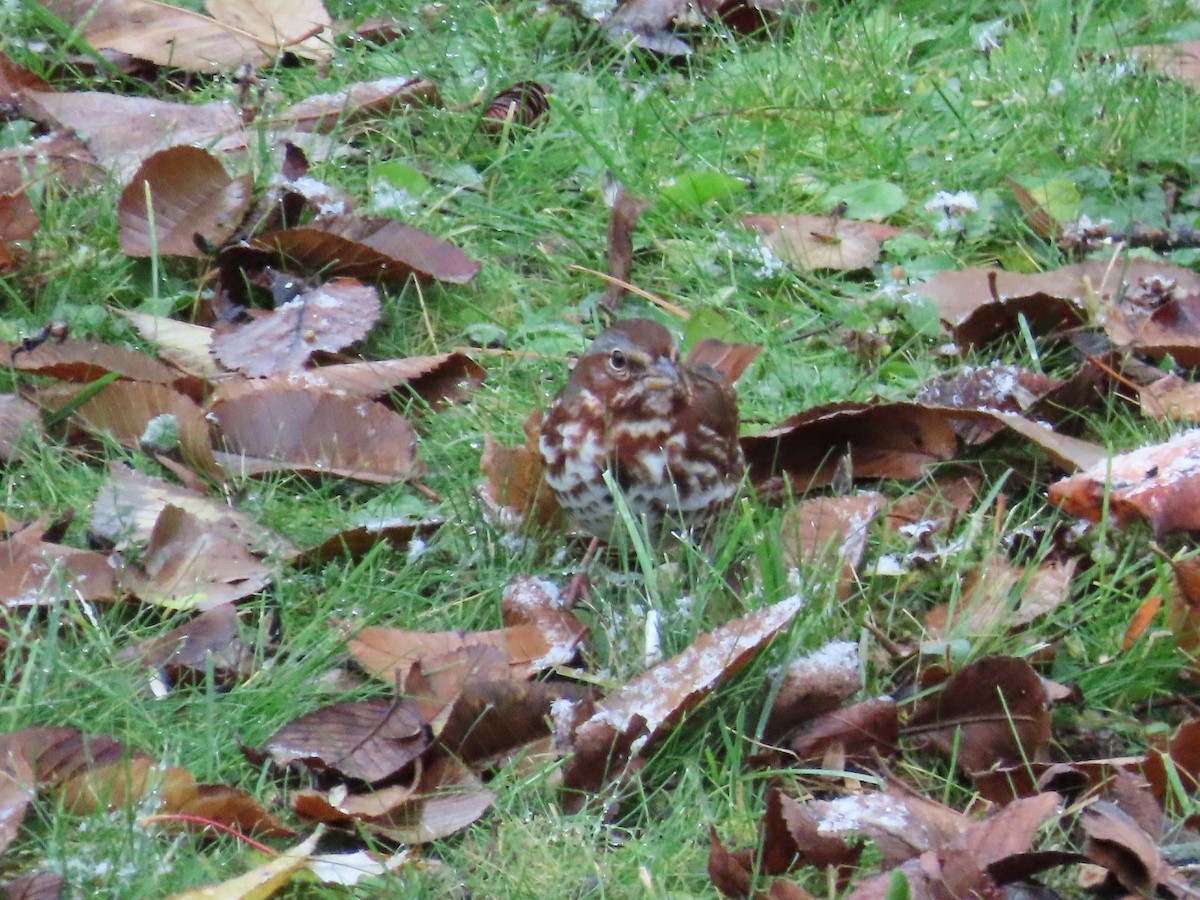 Fox Sparrow - ML644992427