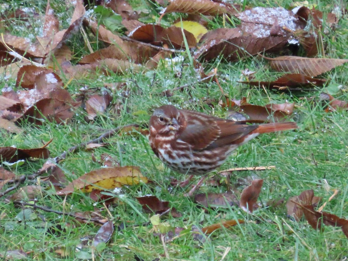 Fox Sparrow - ML644992428
