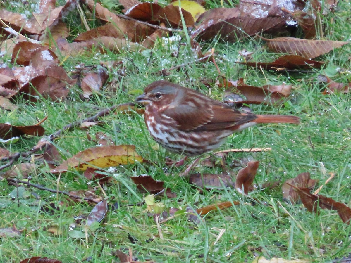 Fox Sparrow - ML644992429