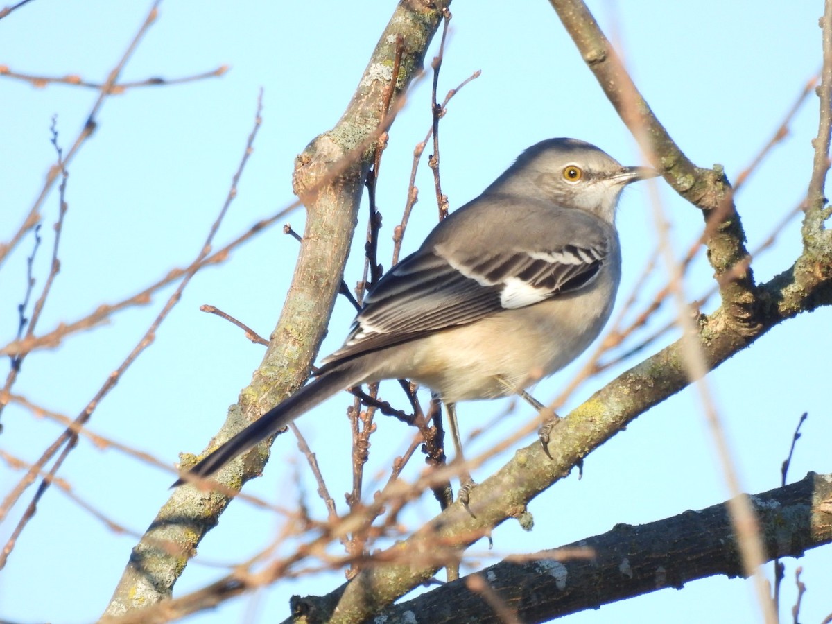 Northern Mockingbird - ML644992459