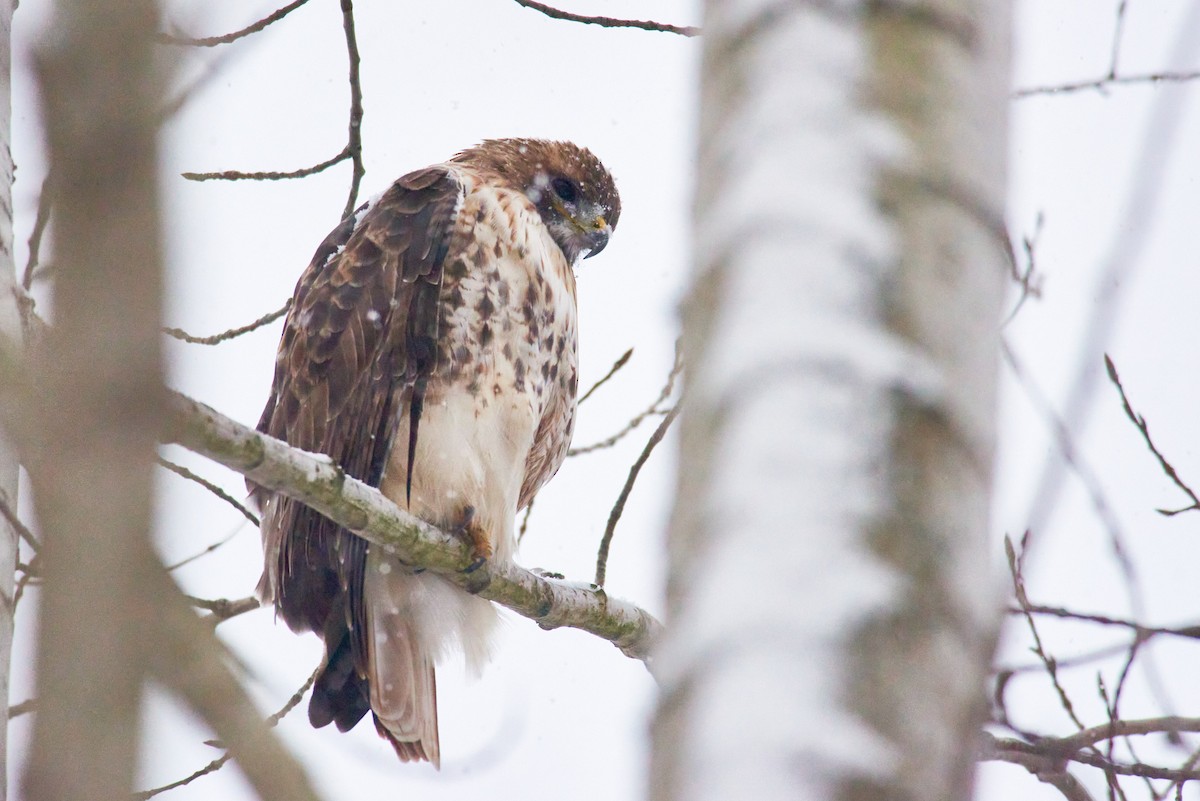 Red-tailed Hawk - ML644992466