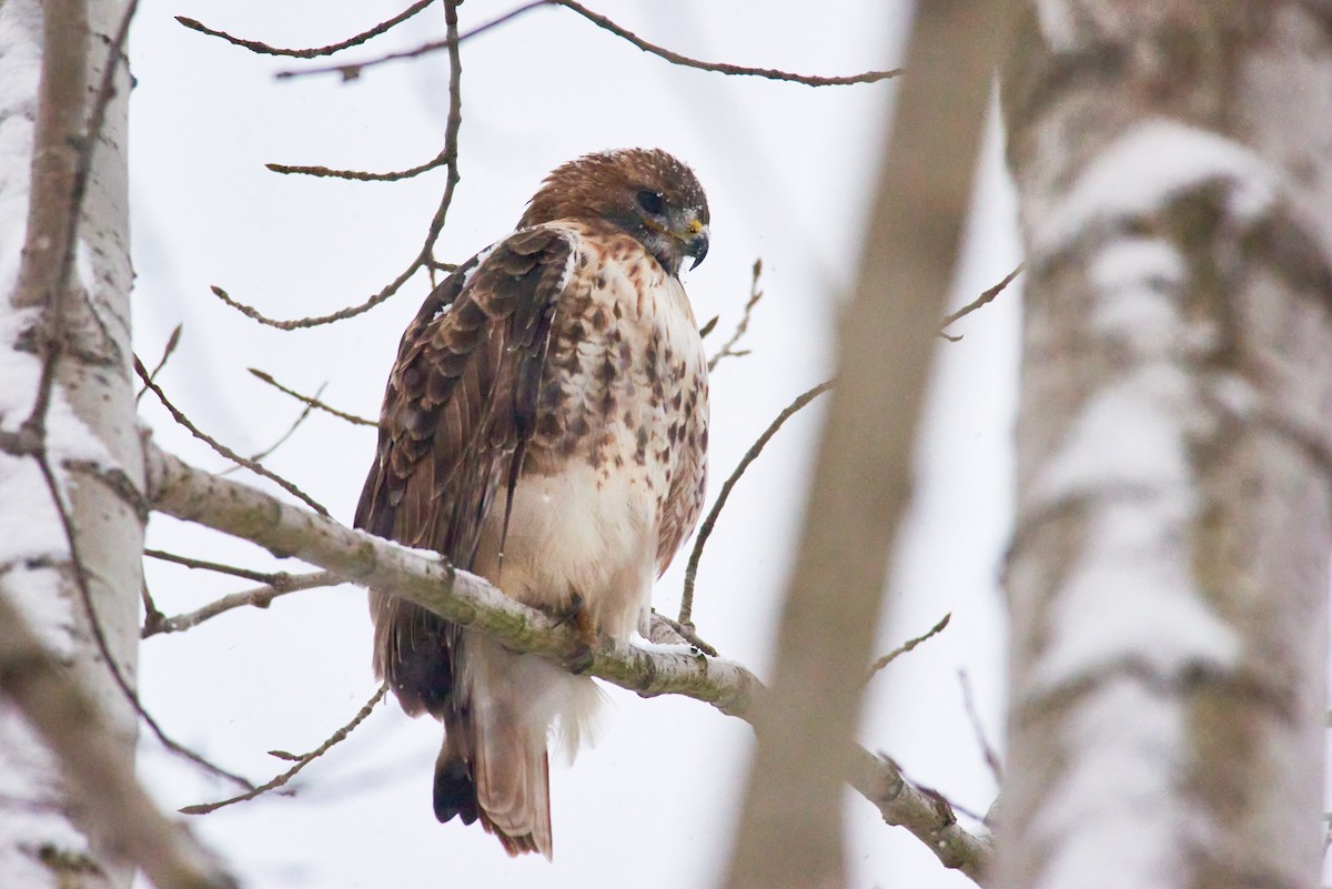 Red-tailed Hawk - ML644992467