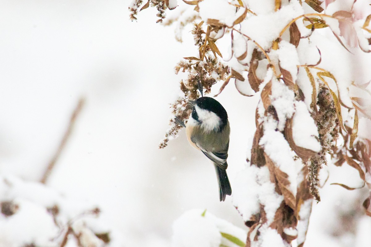 Гаїчка світлокрила - ML644992468