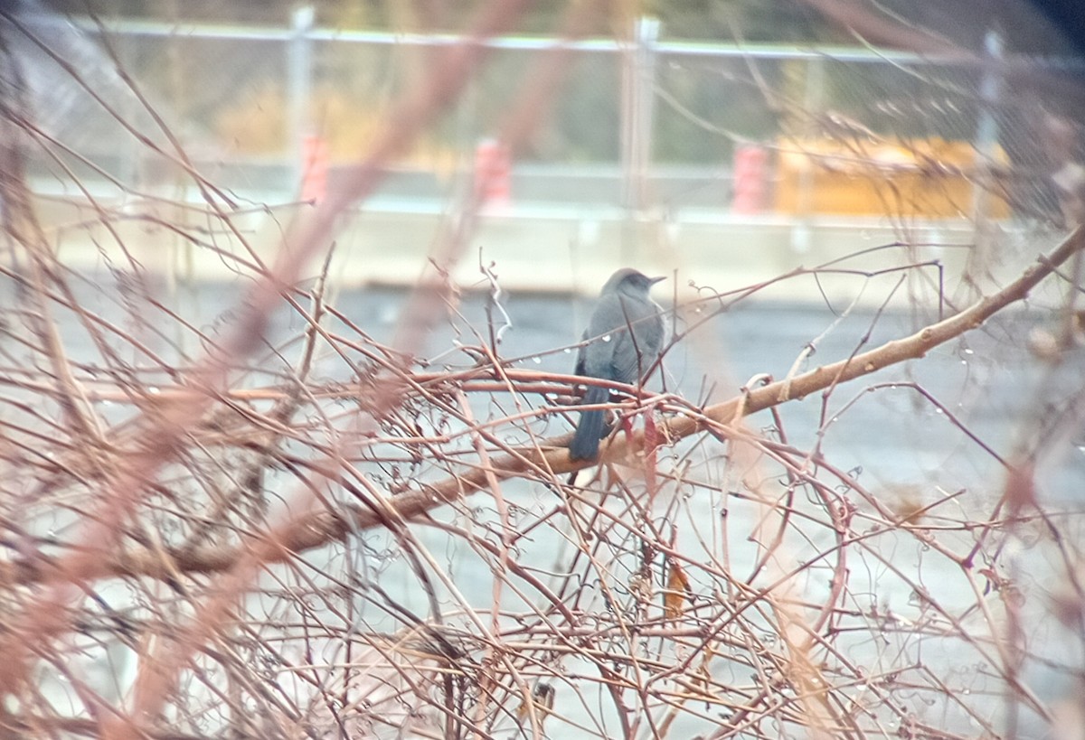 Gray Catbird - ML644992501