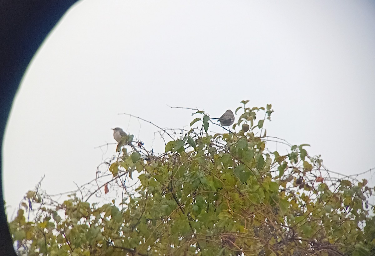 Northern Mockingbird - ML644992504