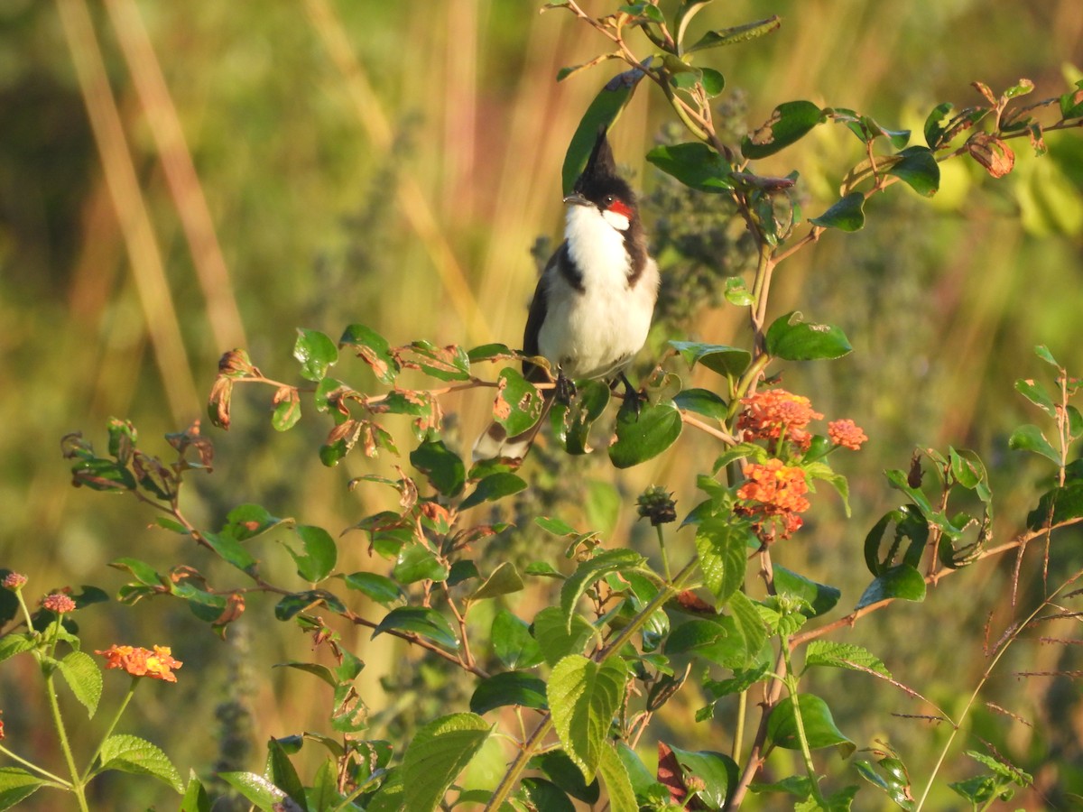 Bulbul Orfeo - ML644992515