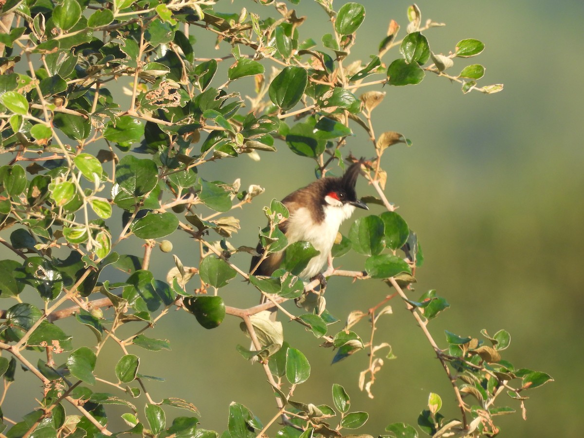 Bulbul Orfeo - ML644992516