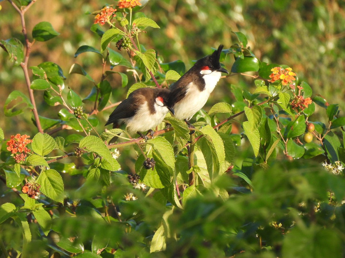 Bulbul Orfeo - ML644992517